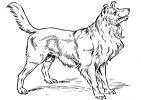 Le chien - الكلب