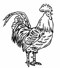 Le coq - الديك