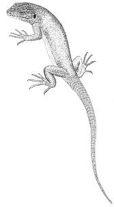 Le lézard