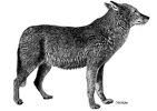 Le loup